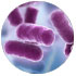Bacillus Globibii